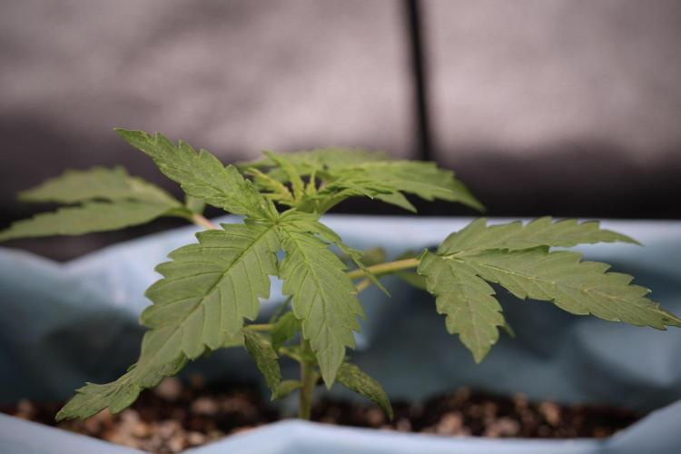 Lemon Cherry Gelato YumYum. Week 4 - Lemon Cherry Gelato 