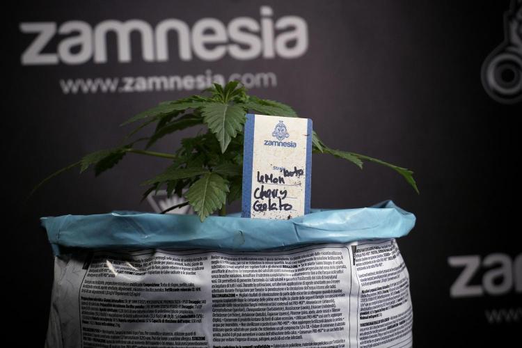 Lemon Cherry Gelato YumYum. Week 4 - Lemon Cherry Gelato 