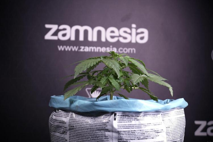 Lemon Cherry Gelato YumYum. Week 4 - Lemon Cherry Gelato 