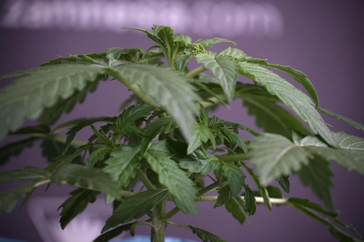 Lemon Cherry Gelato YumYum. Week 4 - Lemon Cherry Gelato 