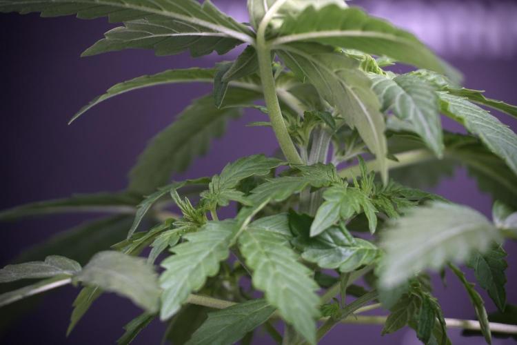 Lemon Cherry Gelato YumYum. Week 4 - Lemon Cherry Gelato 