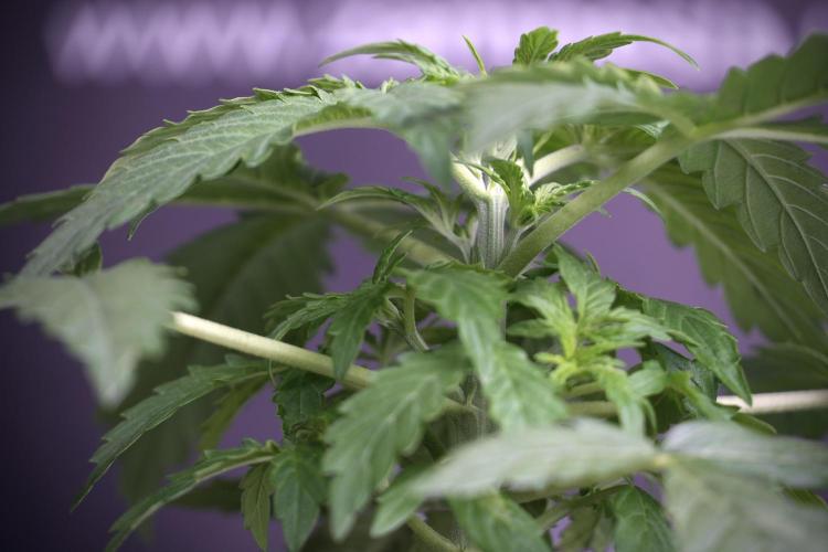 Lemon Cherry Gelato YumYum. Week 4 - Lemon Cherry Gelato 