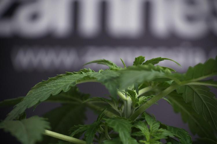 Lemon Cherry Gelato YumYum. Week 4 - Lemon Cherry Gelato 