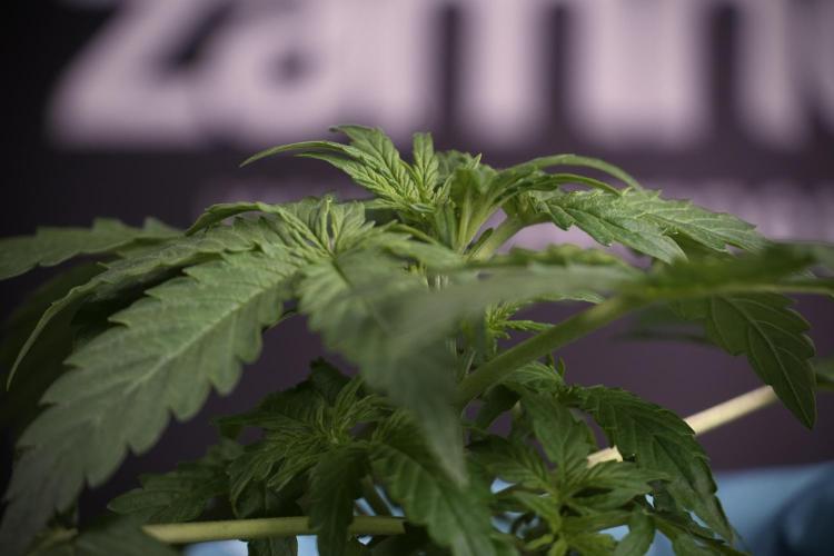 Lemon Cherry Gelato YumYum. Week 4 - Lemon Cherry Gelato 