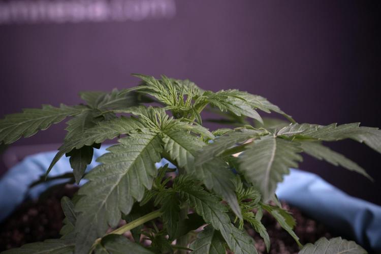 Lemon Cherry Gelato YumYum. Week 4 - Lemon Cherry Gelato 