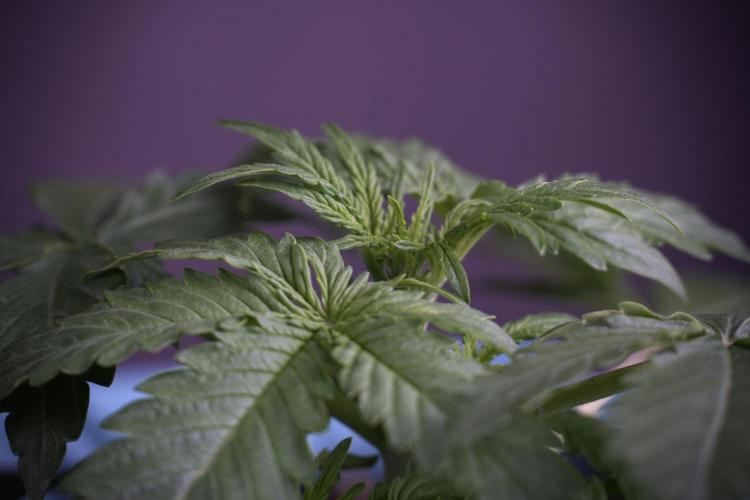 Lemon Cherry Gelato YumYum. Week 4 - Lemon Cherry Gelato 