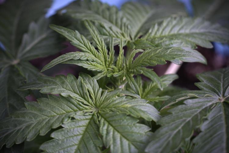 Lemon Cherry Gelato YumYum. Week 4 - Lemon Cherry Gelato 