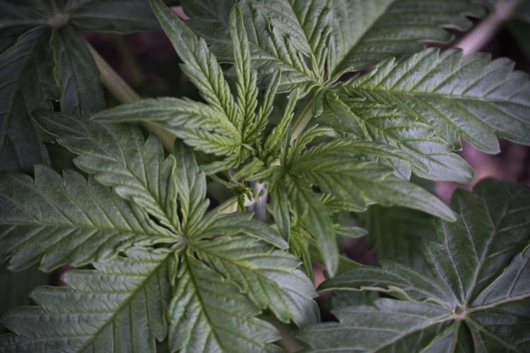 Lemon Cherry Gelato YumYum. Week 4 - Lemon Cherry Gelato 