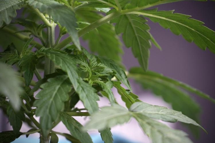 Lemon Cherry Gelato YumYum. Week 4 - Lemon Cherry Gelato 