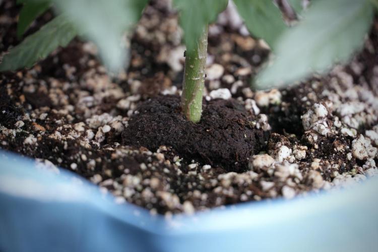 Lemon Cherry Gelato YumYum. Week 4 - Lemon Cherry Gelato 