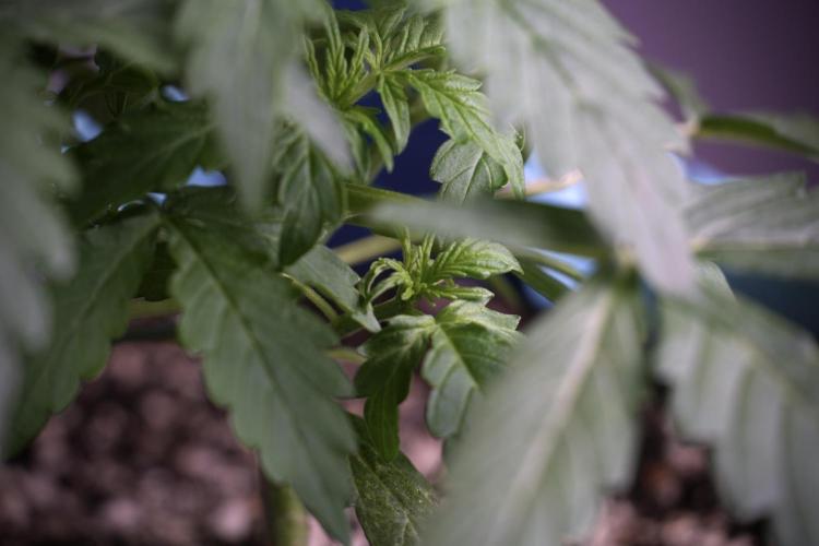 Lemon Cherry Gelato YumYum. Week 4 - Lemon Cherry Gelato 