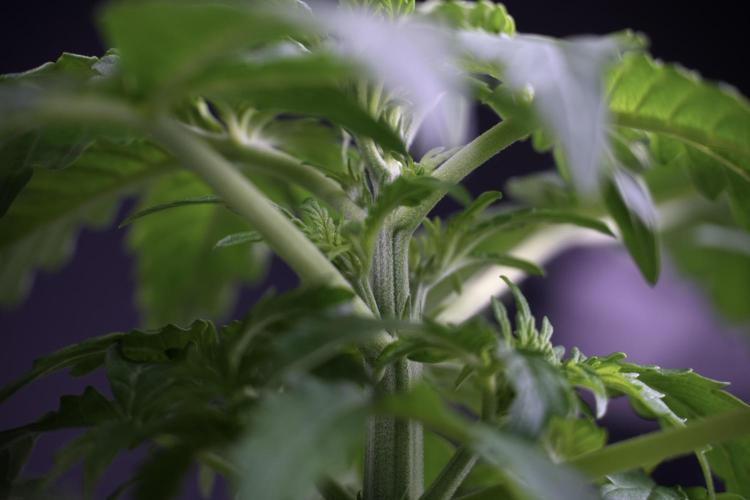 Lemon Cherry Gelato YumYum. Week 4 - Lemon Cherry Gelato 