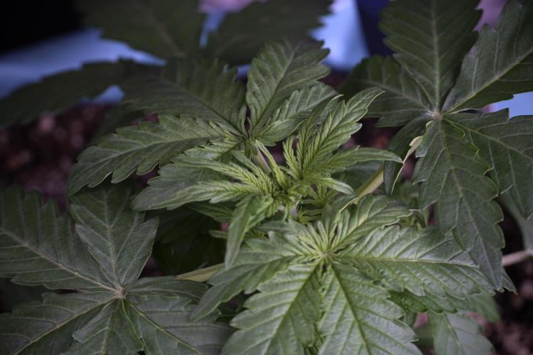 Lemon Cherry Gelato YumYum. Week 4 - Lemon Cherry Gelato 