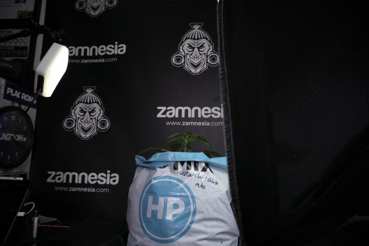 Lemon Cherry Gelato YumYum. Week 4 - Lemon Cherry Gelato 