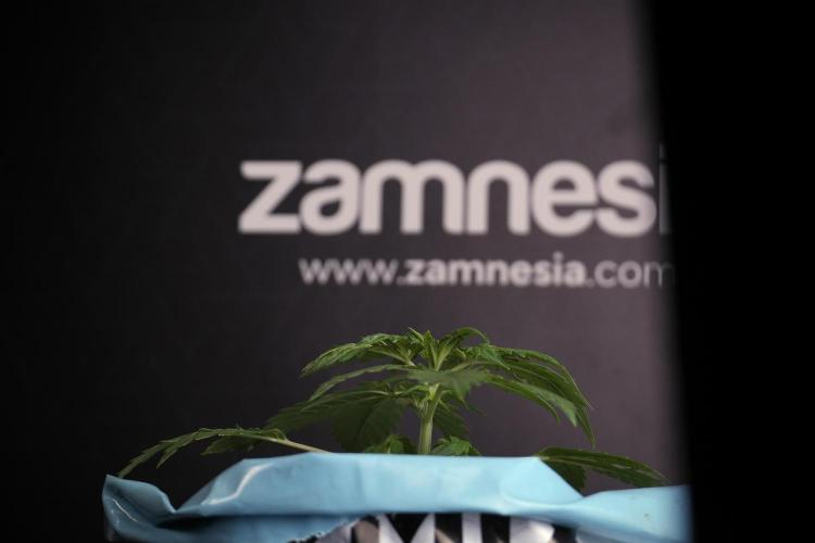 Lemon Cherry Gelato YumYum. Week 4 - Lemon Cherry Gelato 