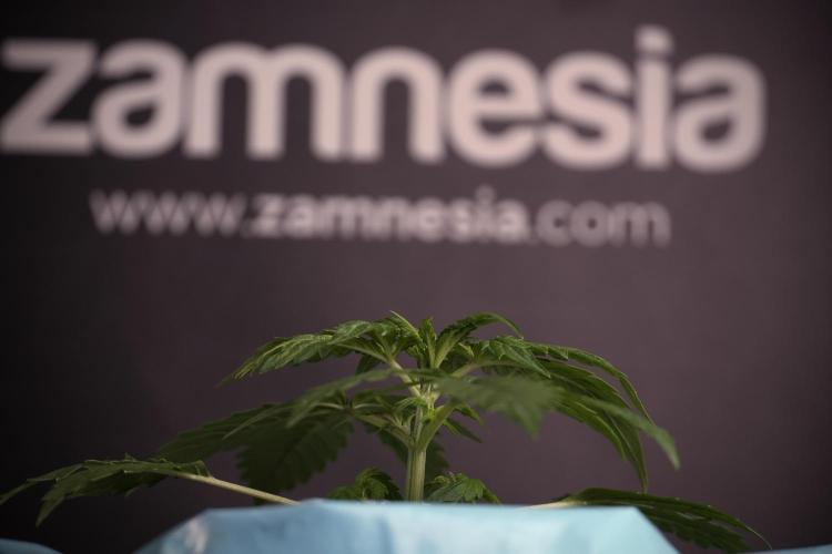 Lemon Cherry Gelato YumYum. Week 4 - Lemon Cherry Gelato 