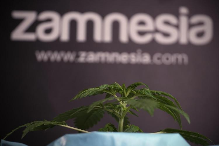 Lemon Cherry Gelato YumYum. Week 4 - Lemon Cherry Gelato 