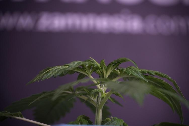 Lemon Cherry Gelato YumYum. Week 4 - Lemon Cherry Gelato 