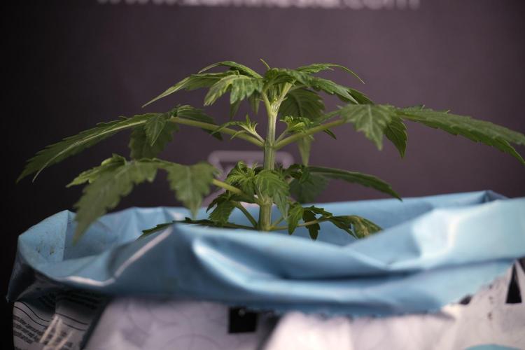 Lemon Cherry Gelato YumYum. Week 4 - Lemon Cherry Gelato 