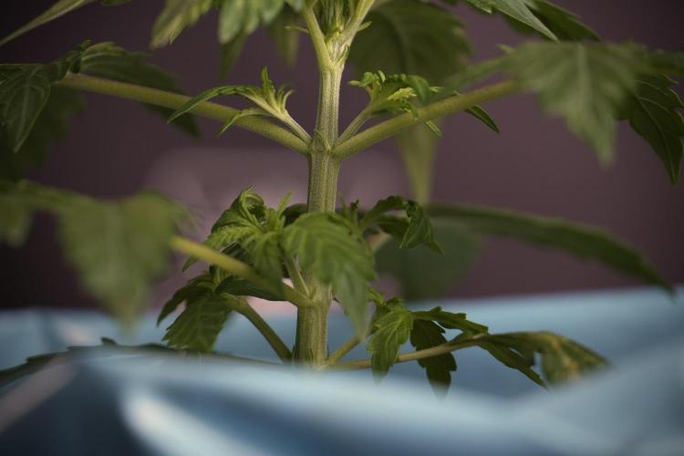 Lemon Cherry Gelato YumYum. Week 4 - Lemon Cherry Gelato 