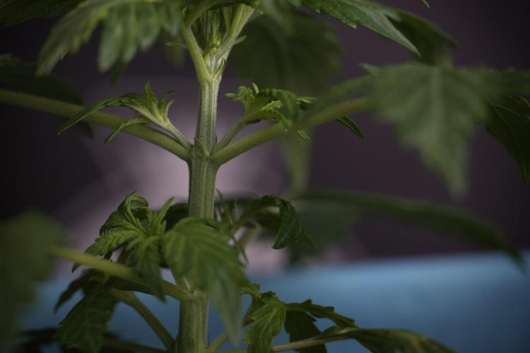 Lemon Cherry Gelato YumYum. Week 4 - Lemon Cherry Gelato 