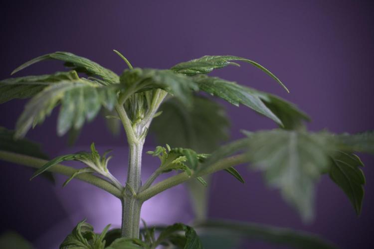 Lemon Cherry Gelato YumYum. Week 4 - Lemon Cherry Gelato 