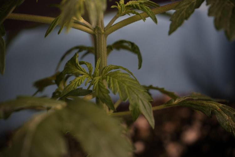 Lemon Cherry Gelato YumYum. Week 4 - Lemon Cherry Gelato 
