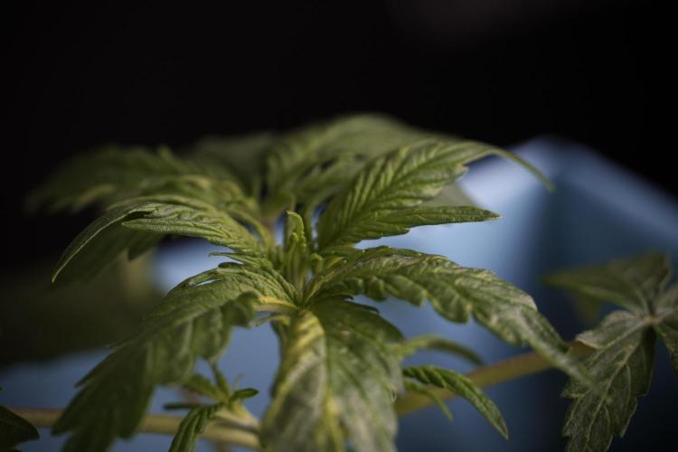 Lemon Cherry Gelato YumYum. Week 4 - Lemon Cherry Gelato 