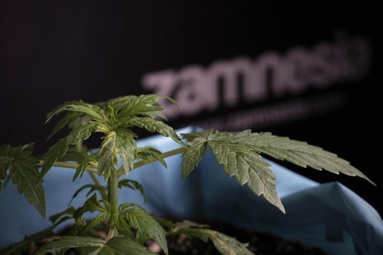 Lemon Cherry Gelato YumYum. Week 4 - Lemon Cherry Gelato 