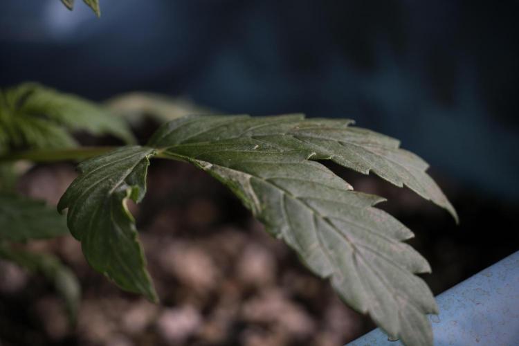 Lemon Cherry Gelato YumYum. Week 4 - Lemon Cherry Gelato 