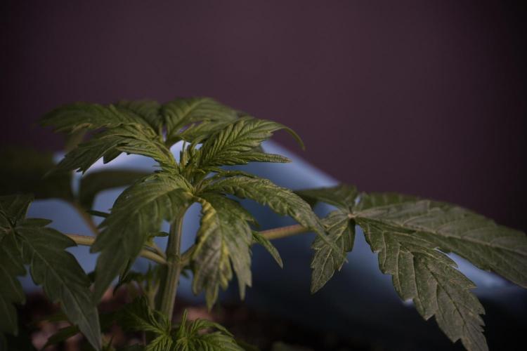 Lemon Cherry Gelato YumYum. Week 4 - Lemon Cherry Gelato 