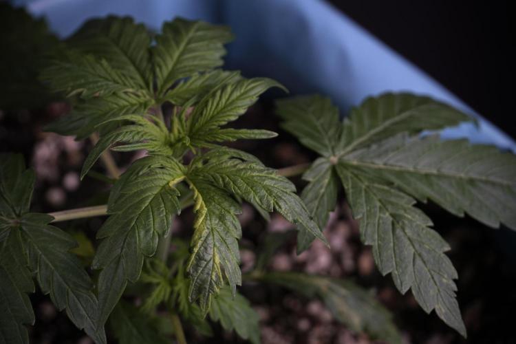 Lemon Cherry Gelato YumYum. Week 4 - Lemon Cherry Gelato 