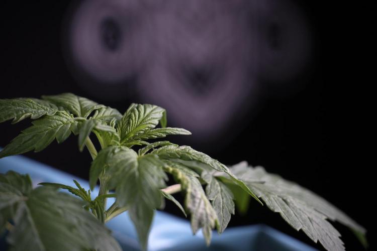 Lemon Cherry Gelato YumYum. Week 4 - Lemon Cherry Gelato 