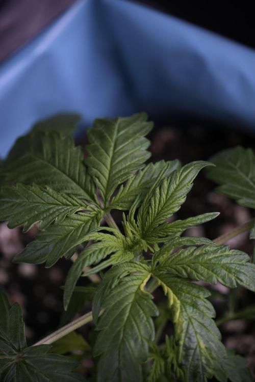 Lemon Cherry Gelato YumYum. Week 4 - Lemon Cherry Gelato 
