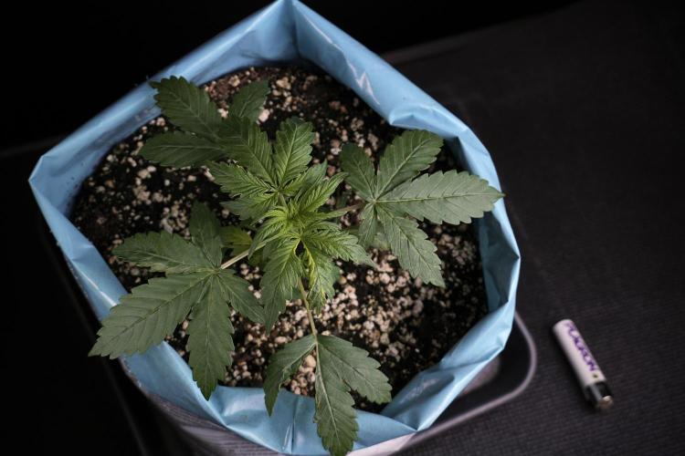 Lemon Cherry Gelato YumYum. Week 4 - Lemon Cherry Gelato 