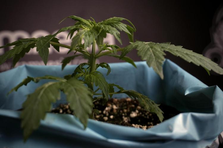 Lemon Cherry Gelato YumYum. Week 4 - Lemon Cherry Gelato 