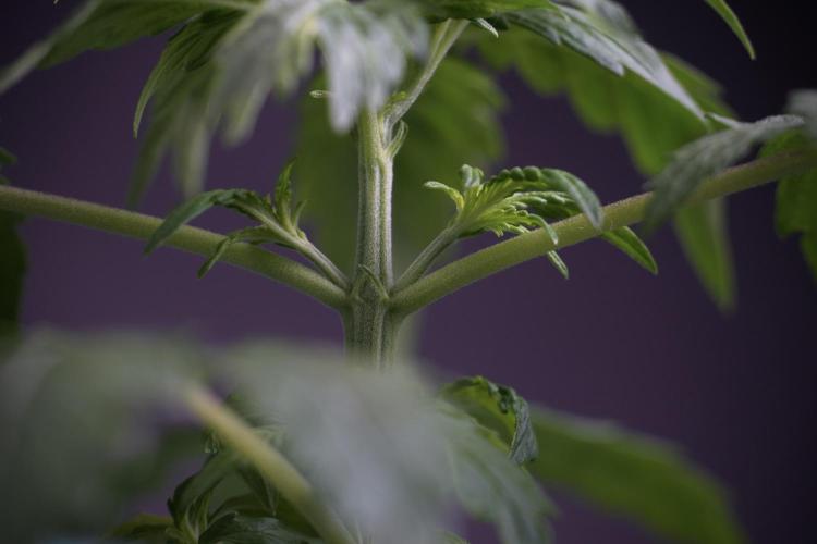 Lemon Cherry Gelato YumYum. Week 4 - Lemon Cherry Gelato 