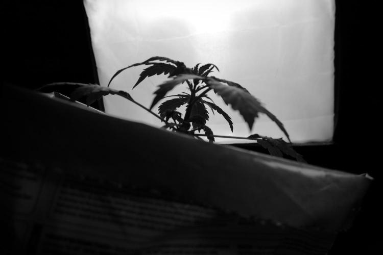 Lemon Cherry Gelato YumYum. Week 4 - Lemon Cherry Gelato 