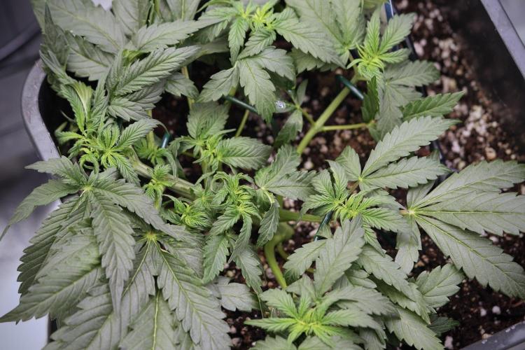 Cosmic Noodles a Zamnesia Dish. Week 4 - Cosmic trainings 