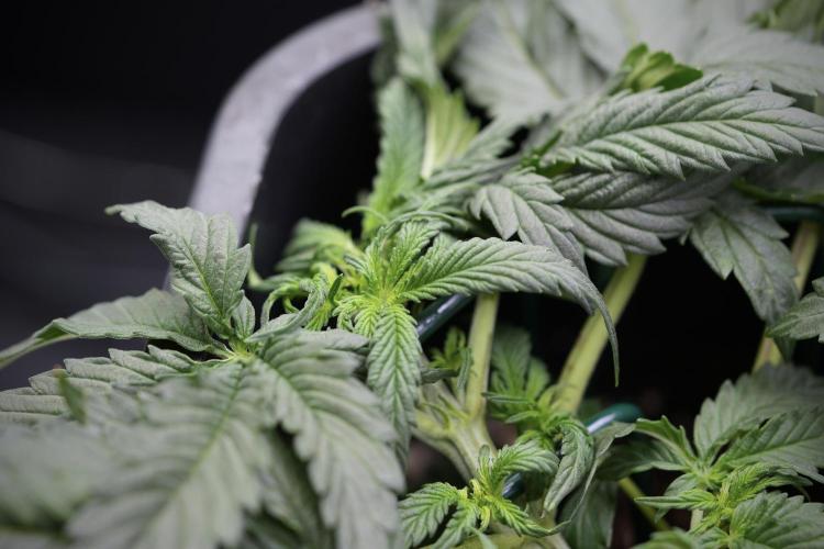 Cosmic Noodles a Zamnesia Dish. Week 4 - Cosmic trainings 