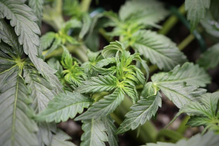 Cosmic Noodles a Zamnesia Dish. Week 4 - Cosmic trainings 