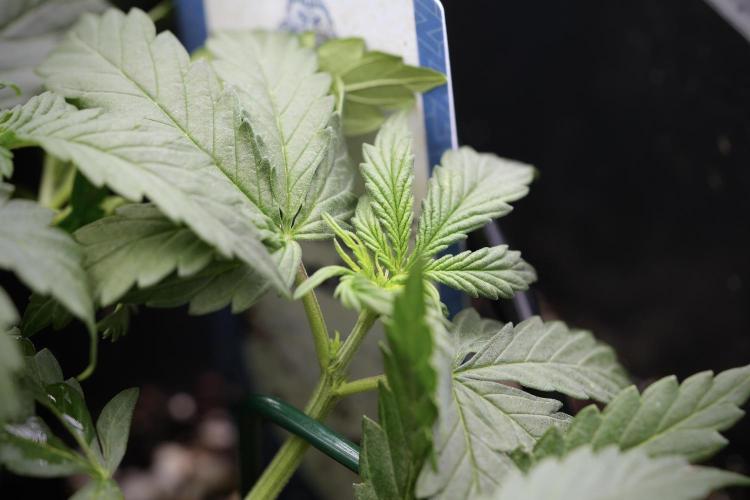 Cosmic Noodles a Zamnesia Dish. Week 4 - Cosmic trainings 