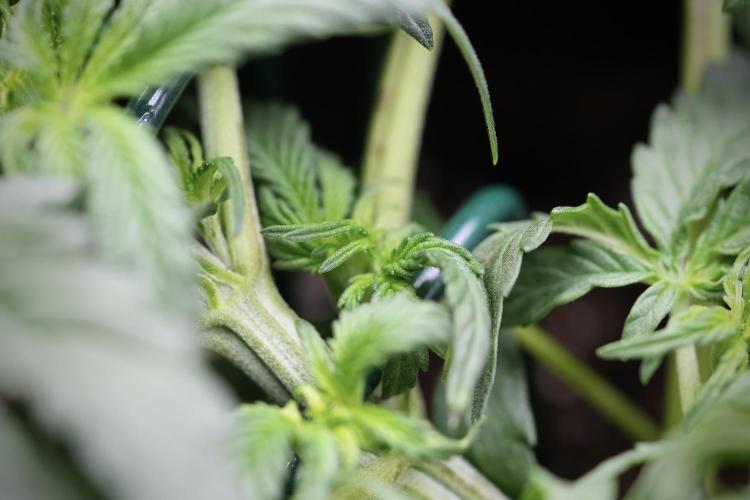 Cosmic Noodles a Zamnesia Dish. Week 4 - Cosmic trainings 