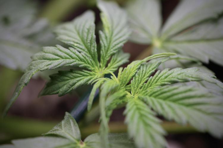 Cosmic Noodles a Zamnesia Dish. Week 4 - Cosmic trainings 