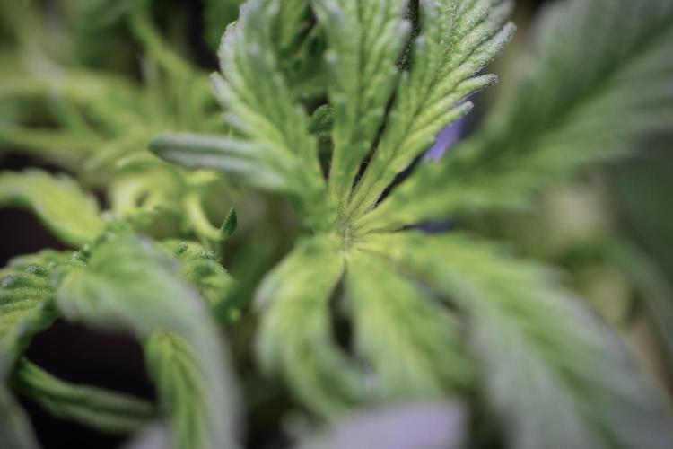 Cosmic Noodles a Zamnesia Dish. Week 4 - Cosmic trainings 