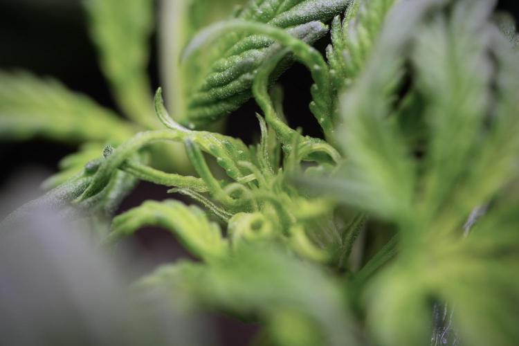 Cosmic Noodles a Zamnesia Dish. Week 4 - Cosmic trainings 