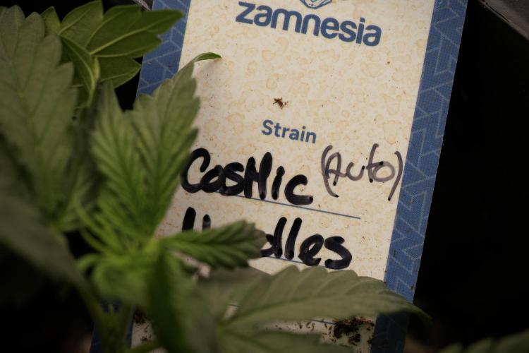 Cosmic Noodles a Zamnesia Dish. Week 4 - Cosmic trainings 