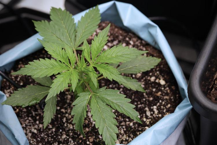 Cosmic Noodles a Zamnesia Dish. Week 4 - Cosmic 12/12 from seed 