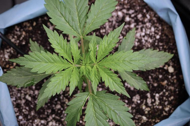 Cosmic Noodles a Zamnesia Dish. Week 4 - Cosmic 12/12 from seed 