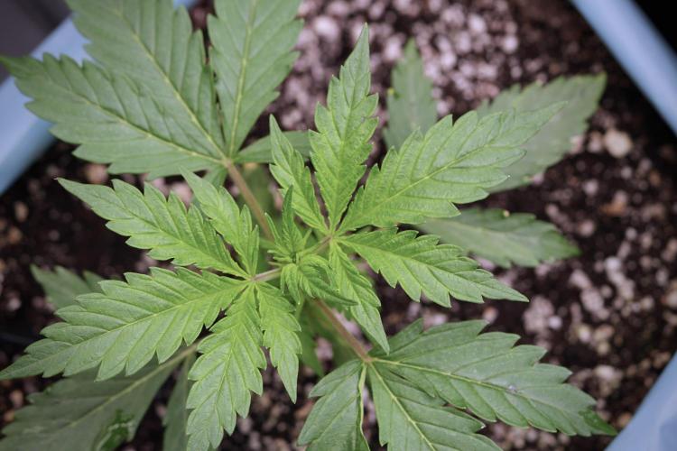 Cosmic Noodles a Zamnesia Dish. Week 4 - Cosmic 12/12 from seed 